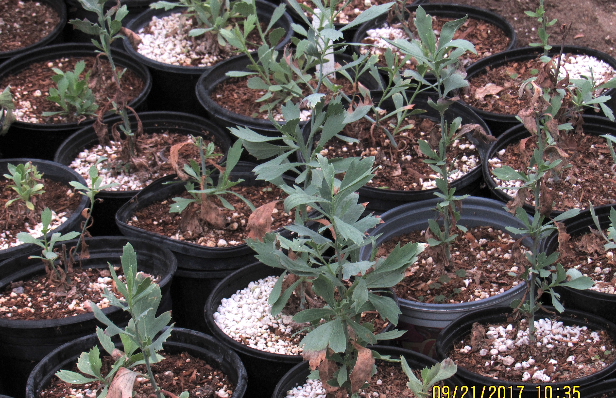Growing Matilija Poppies Matilija Nursery California Native Plant And Iris Nursery
