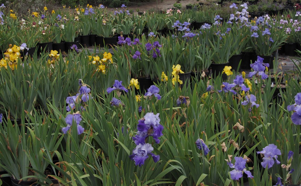 Why Do We Grow Reblooming Tall Bearded Irises Matilija Nursery