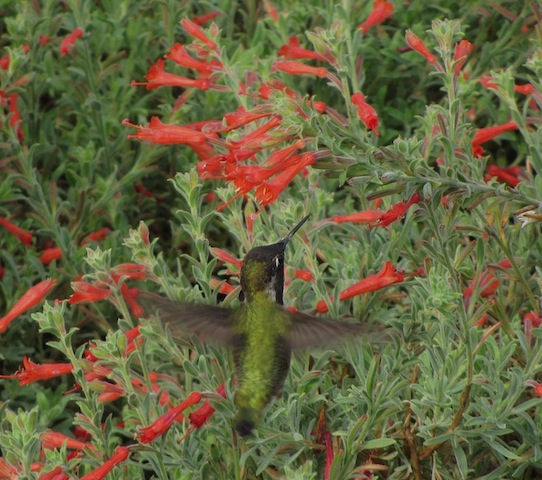 hummingbird (6)