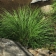 Carex senta - rough sedge