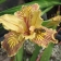 Iris 'Golden Honeycomb' - Iris 'Golden Honeycomb'