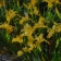 Iris 'Golden Meadow'  - Iris 'Golden Meadow'