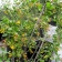Ribes aureum - golden currant