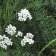 Achillea millifolium - yarrow