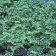 Adiantum jordanii - Maidenhair fern