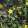 Aquilegia chrysantha - golden columbine