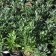 Artemisia douglasiana - mugwort