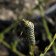 Asclepias fascicularis - narrow leaf milkweed
