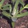 Asclepias speciosa - showy milkweed