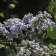 Ceanothus arboreus - Island California Lilac