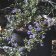 Ceanothus 'Julia Phelps' - California lilac