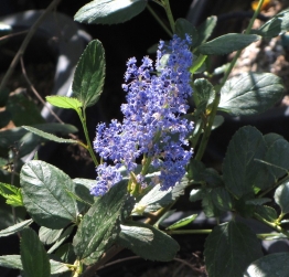 Ceanothus 'Ray Hartman' - California Lilac