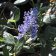 Ceanothus 'Ray Hartman' - California lilac