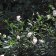 Ceanothus thyrsiflorus 'Snow Flurry' - California lilac