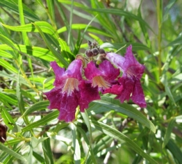 Chilopsis linearis - Desert Willow 'dark purple'