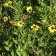 Encelia californica - coast sunflower