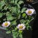 Erigeron glaucus - seaside daisy