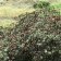Eriogonum arborescnes - Santa Cruz Island buckwheat
