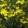 Eriophyllum confertiflorum - goldne yarrow