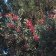 Heteromeles arbutifolia - toyon