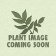 Eriogonum parvifolium - dune buckwheat