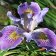 Iris douglasiana - douglas iris