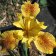 Iris 'Garden Delight' - Garden Delight