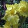 Iris germanica TB 'Buckwheat' Re - Buckwheat