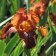 Iris germanica TB 'Cayanne Capers' Re - Cayanne Capers