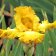Iris germanica TB 'Eggnog' Re - Eggnog