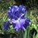 Iris germanica tb 'Breakers' - Breakers
