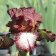 Iris germanica TB 'Burgundy Brown'  - Burgundy Brown