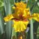 Iris germanica TB 'Brust' - Burst
