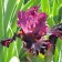 Iris germanica TB 'Fiery Temper' - Fiery Temper