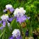 Iris germanica TB 'Mariposa Skies' - Mariposa Skies