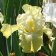 Iris germanica tall bearded 'Again and Again' - Again and Again