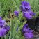 Iris germanica TB 'Amathyst Winter' Re - Amathyst Winter