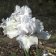 Iris germanica TB 'Aspen' Re - Aspen