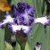 Iris germanica TB 'Aunt Mary' Re - Aunt Mary