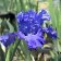 Iris germanica TB 'Autumn Sapphire' - Autumn Sapphire