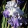Iris germanica TB 'Best Bet' Re - Best Bet