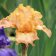 Iris germanica TB 'Boomerrang' Re - Boomerrang