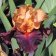 Iris germanica TB 'Braggadocio' - Braggadocio