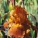 Iris germanica TB 'Brown Duet' Re - Brown Duet