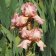 Iris germanica TB 'Coral Charmer' Re - Coral Charmer