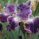 Iris germanica TB 'Double Click' Re - Double Click