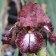 Iris germanica TB 'Etched Burgandy' Re - Etched Burgandy