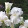 Iris germanica TB 'Frequent Flyer' Re - Frequent Flyer