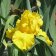 Iris germanica TB 'Golden Ecstacy' Re - Golden Ecstacy