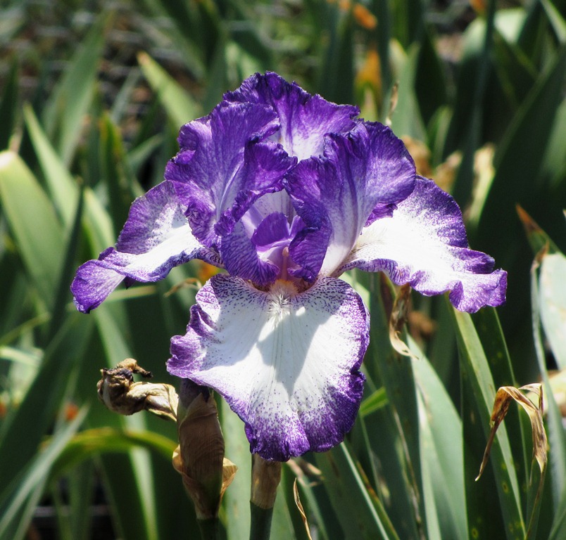 Iris germanica tb 'Jesse's Song' re - Matilija Nursery - California ...